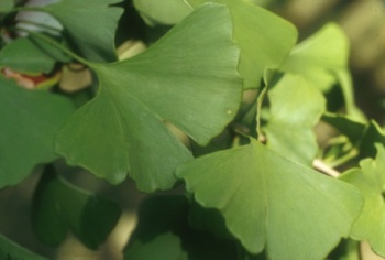 Image of Ginkgo Biloba leaves